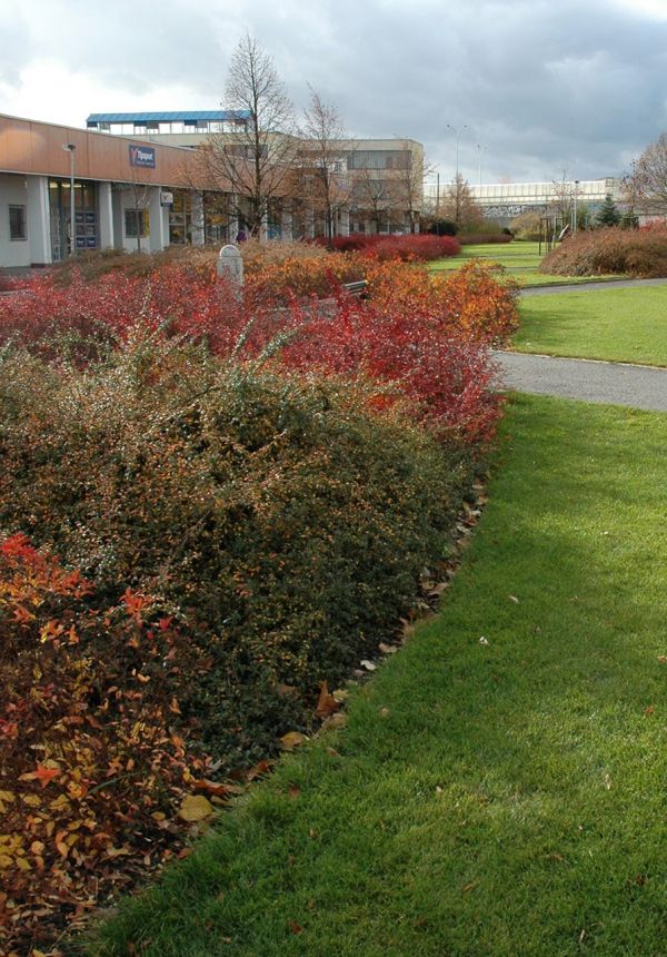 Fotografie veřejné zeleně