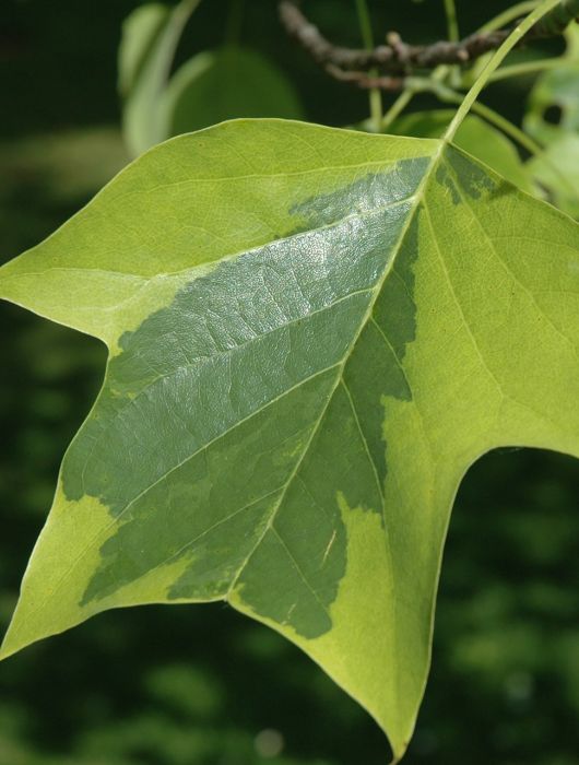 Fotografie listu liliodedronu